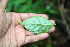  (Sebastiania pavoniana - BioBot00131)  @11 [ ] Copyright (2010) Unspecified Unspecified