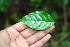  ( - BioBot00131)  @11 [ ] CreativeCommons - Attribution Non-Commercial Share-Alike (2010) Daniel H. Janzen Guanacaste Dry Forest Conservation Fund