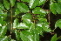  ( - BioBot00132)  @11 [ ] CreativeCommons - Attribution Non-Commercial Share-Alike (2010) Daniel H. Janzen Guanacaste Dry Forest Conservation Fund