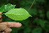  ( - BioBot00132)  @11 [ ] CreativeCommons - Attribution Non-Commercial Share-Alike (2010) Daniel H. Janzen Guanacaste Dry Forest Conservation Fund