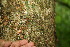 ( - BioBot00132)  @11 [ ] CreativeCommons - Attribution Non-Commercial Share-Alike (2010) Daniel H. Janzen Guanacaste Dry Forest Conservation Fund