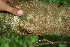  ( - BioBot00133)  @11 [ ] Copyright (2010) Unspecified Unspecified