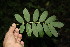  ( - BioBot00137)  @11 [ ] CreativeCommons - Attribution Non-Commercial Share-Alike (2010) Daniel H. Janzen Guanacaste Dry Forest Conservation Fund