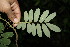 ( - BioBot00138)  @11 [ ] CreativeCommons - Attribution Non-Commercial Share-Alike (2010) Daniel H. Janzen Guanacaste Dry Forest Conservation Fund