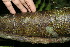  ( - BioBot00139)  @11 [ ] CreativeCommons - Attribution Non-Commercial Share-Alike (2010) Daniel H. Janzen Guanacaste Dry Forest Conservation Fund