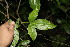  (Paullinia cururu - BioBot00144)  @13 [ ] CreativeCommons - Attribution Non-Commercial Share-Alike (2010) Daniel H. Janzen Guanacaste Dry Forest Conservation Fund