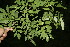  ( - BioBot00145)  @11 [ ] CreativeCommons - Attribution Non-Commercial Share-Alike (2010) Daniel H. Janzen Guanacaste Dry Forest Conservation Fund