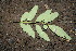  ( - BioBot00145)  @11 [ ] CreativeCommons - Attribution Non-Commercial Share-Alike (2010) Daniel H. Janzen Guanacaste Dry Forest Conservation Fund