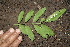 ( - BioBot00145)  @11 [ ] CreativeCommons - Attribution Non-Commercial Share-Alike (2010) Daniel H. Janzen Guanacaste Dry Forest Conservation Fund