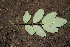  ( - BioBot00146)  @11 [ ] CreativeCommons - Attribution Non-Commercial Share-Alike (2010) Daniel H. Janzen Guanacaste Dry Forest Conservation Fund
