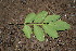  ( - BioBot00146)  @11 [ ] CreativeCommons - Attribution Non-Commercial Share-Alike (2010) Daniel H. Janzen Guanacaste Dry Forest Conservation Fund