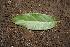  ( - BioBot00150)  @11 [ ] CreativeCommons - Attribution Non-Commercial Share-Alike (2010) Daniel H. Janzen Guanacaste Dry Forest Conservation Fund