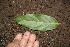  (Banisteriopsis cornifolia - BioBot00150)  @11 [ ] CreativeCommons - Attribution Non-Commercial Share-Alike (2010) Daniel H. Janzen Guanacaste Dry Forest Conservation Fund