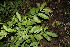  ( - BioBot00151)  @11 [ ] CreativeCommons - Attribution Non-Commercial Share-Alike (2010) Daniel H. Janzen Guanacaste Dry Forest Conservation Fund