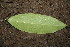  ( - BioBot00151)  @11 [ ] Copyright (2010) Unspecified Unspecified