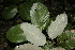  (Licania arborea - BioBot00153)  @11 [ ] Copyright (2010) Unspecified Unspecified