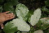  ( - BioBot00153)  @11 [ ] Copyright (2010) Unspecified Unspecified