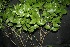  ( - BioBot00157)  @11 [ ] Copyright (2010) Unspecified Unspecified