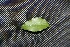  ( - BioBot00157)  @11 [ ] Copyright (2010) Unspecified Unspecified