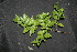  ( - BioBot00158)  @11 [ ] Copyright (2010) Unspecified Unspecified