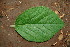  ( - BioBot00170)  @11 [ ] Copyright (2010) Unspecified Unspecified