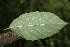  (Guettarda macrosperma - BioBot00179)  @11 [ ] Copyright (2010) Unspecified Unspecified