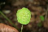  (Dorstenia contrajerva - BioBot00184)  @11 [ ] CreativeCommons - Attribution Non-Commercial Share-Alike (2010) Daniel H. Janzen Guanacaste Dry Forest Conservation Fund