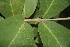  (Eugenia salamensis - BioBot00185)  @11 [ ] Copyright (2010) Unspecified Unspecified