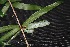  ( - BioBot00208)  @11 [ ] Copyright (2010) Unspecified Unspecified