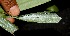  (Bactris guineensis - BioBot00208)  @11 [ ] Copyright (2010) Unspecified Unspecified