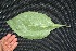  ( - BioBot00210)  @11 [ ] Copyright (2010) Unspecified Unspecified