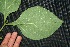  ( - BioBot00211)  @11 [ ] Copyright (2010) Unspecified Unspecified