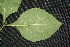  ( - BioBot00211)  @11 [ ] Copyright (2010) Unspecified Unspecified