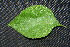  ( - BioBot00212)  @11 [ ] CreativeCommons - Attribution Non-Commercial Share-Alike (2010) Daniel H. Janzen Guanacaste Dry Forest Conservation Fund