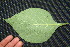  ( - BioBot00212)  @11 [ ] CreativeCommons - Attribution Non-Commercial Share-Alike (2010) Daniel H. Janzen Guanacaste Dry Forest Conservation Fund