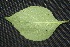  ( - BioBot00212)  @11 [ ] Copyright (2010) Unspecified Unspecified