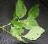 ( - BioBot00212)  @11 [ ] Copyright (2010) Unspecified Unspecified