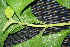  ( - BioBot00212)  @11 [ ] Copyright (2010) Unspecified Unspecified