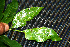  ( - BioBot00217)  @11 [ ] CreativeCommons - Attribution Non-Commercial Share-Alike (2010) Daniel H. Janzen Guanacaste Dry Forest Conservation Fund