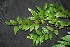  (Hirtella racemosa - BioBot00220)  @11 [ ] Copyright (2010) Unspecified Unspecified