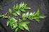  ( - BioBot00220)  @11 [ ] Copyright (2010) Unspecified Unspecified