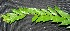  ( - BioBot00221)  @11 [ ] Copyright (2010) Unspecified Unspecified