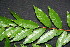  ( - BioBot00221)  @11 [ ] CreativeCommons - Attribution Non-Commercial Share-Alike (2010) Daniel H. Janzen Guanacaste Dry Forest Conservation Fund