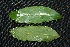  ( - BioBot00223)  @11 [ ] Copyright (2010) Unspecified Unspecified