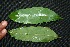  ( - BioBot00223)  @11 [ ] Copyright (2010) Unspecified Unspecified
