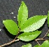  ( - BioBot00231)  @11 [ ] Copyright (2010) Unspecified Unspecified