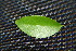  ( - BioBot00231)  @11 [ ] CreativeCommons - Attribution Non-Commercial Share-Alike (2010) Daniel H. Janzen Guanacaste Dry Forest Conservation Fund