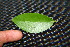  ( - BioBot00231)  @11 [ ] CreativeCommons - Attribution Non-Commercial Share-Alike (2010) Daniel H. Janzen Guanacaste Dry Forest Conservation Fund