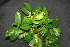  ( - BioBot00232)  @11 [ ] Copyright (2010) Unspecified Unspecified