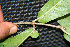  (Hiraea reclinata - BioBot00239)  @11 [ ] Copyright (2010) Unspecified Unspecified